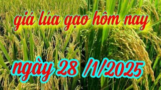 giá lúa gạo hôm nay ngày 28/1/2025