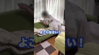 家の中で暴れまくる超大型犬と190cmの巨人 #shorts