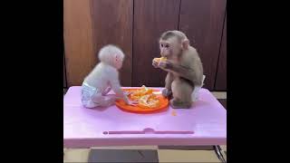 Greedy Pavpav Try To Take Fruits From Mouth's PoPo While Eating#bandar#monkey #eat#mom#viral#bandari