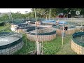 বায়োফ্লক পদ্ধতিতে কৈ মাছ চাষ fish farming business