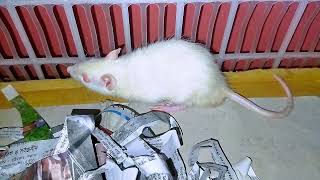 সাদা ইদুর। White Mouse