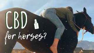 Does CBD Work for Horses? REVIEW | Hannah Beth Virginia