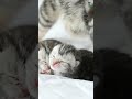 There's nothing quite as heartwarming as a mother cat and her babies