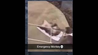 Monkey emergency 🚨 💀meme