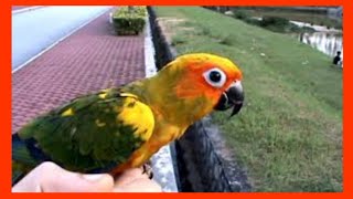 Sun Conure Free flight Training ｜金太阳鹦鹉放飞训练