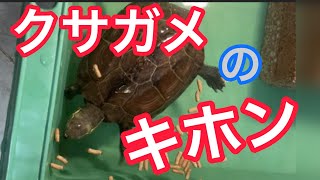 【解説】クサガメのキホンのキ！