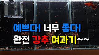 예쁘고 성능 좋은 여과기 추천드립니다~! (스펀지여과기x, 원통형여과기o) 아쿠아푸름