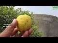 43 ఏండ్లుగా నిమ్మ సాగు 12 ఎకరాల్లో 900 చెట్లు farmer happy with lemon farming తెలుగు రైతు బడి