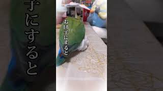 インコとティッシュ　parakeet and tissue