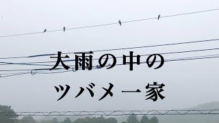 豪雨です。コシアカツバメさん一家は元気です #31