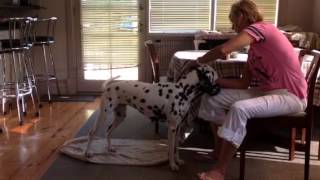 Muzzle Training Pippa 1/3/14