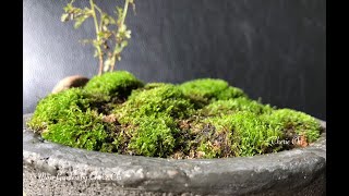 DIY cement pot & more 清水模製作造景與後續養護 Moss Garden by Cherie Chi 2020年10月11日