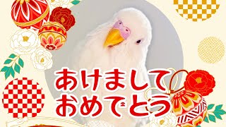 セキセイインコのぴーすけより新年のご挨拶 2023年 卯年