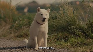 White Family SoftBank Dog CM #386. \