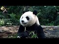 20190406 一早乖巧吃竹葉的圓仔 the giant panda yuan zai