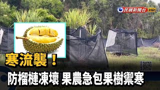 嚴防寒害！　果農包起果樹　榴槤彷彿住帳棚－民視新聞