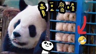 今天只有圓寶上班，兩邊場地任她穿梭|熊貓貓熊The Giant Panda Yuan Yuan and Yuan Bao|台北市立動物園