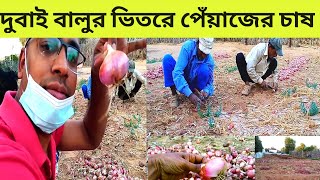 দুবাই মরুভূমির বালু মাটিতে বাংলাদেশী প্রবাসীরা পেঁয়াজের বাম্পার ফলন।Dubai onion|bangladeshi farmer