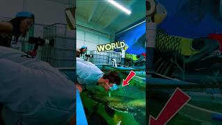 This guy got knocked out by a fish😳 #shorts #shortvideo #shortfeed