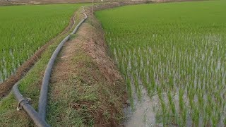 Summer season rice Farming ।। ग्रीष्मकालीन धान की फसल में सिंचाई ||