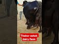 Thakur sahab dairy farm #trending