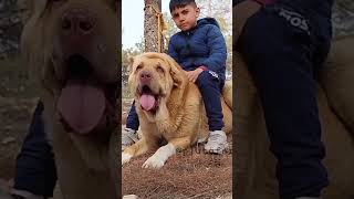 Giant Kurdish Dog Breed 🔥🔥 Power Full Guard Dog Breed in this world 🔥🔥 #shorts #kurdish