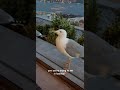 funny seagull in istanbul wanna eat Чайка в Стамбуле просит еду