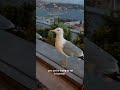 funny seagull in istanbul wanna eat Чайка в Стамбуле просит еду