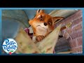 ​@OfficialPeterRabbit- Frighten a Sly FOX 🦊 With the RABBITS🐰| ANIMAL TAKEOVER 🎉 | Cartoons For Kids