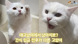 애교냥이에서 냥아치로? 간식 입금 전후가 다른 고양이