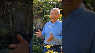 GARY MATSUOKA TALKS ABOUT SOIL BASE MIXTURES   #dragonfruit #pitahaya #dragonfruitfarming #cactus