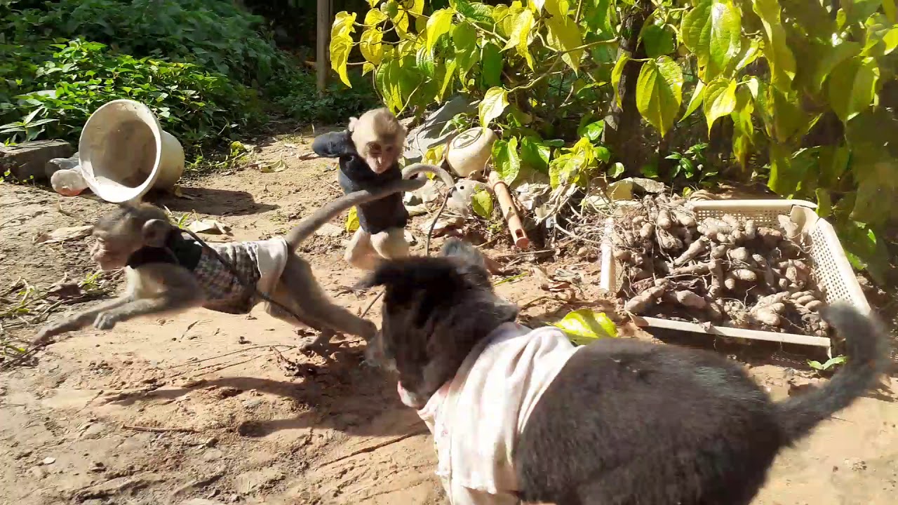 Monkey Apollo Drew So Pity Baby Youtube