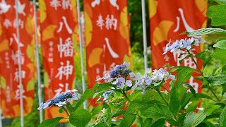 流谷八幡神社　梅雨晴れの頃