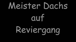 Meister Dachs beim Reviergang