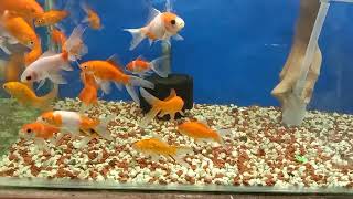 How to clean aquarium in Bangla/আমি কিভাবে আমার অ্যাকুরিয়াম পরিষ্কার করি ?