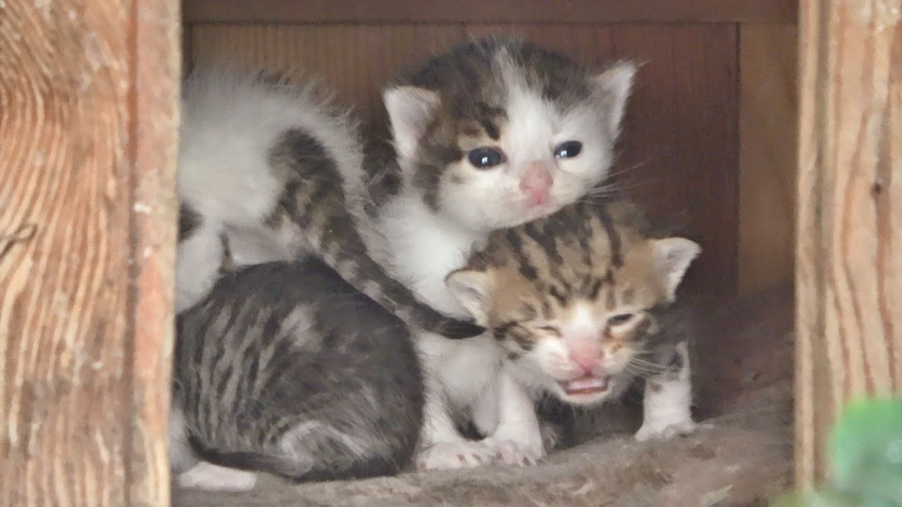 Newborn Kittens Meowing In The Little House That Mom Found For Them