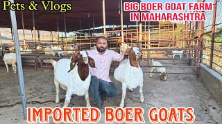 Imported Boer Goats In India at Nirmiti Boer Goat Farm || Palus Sangli.#goat #boergoat #goatfarming