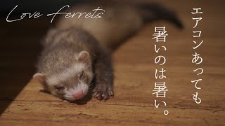 猛暑日だとフェレットはこうなります。【VLOG】