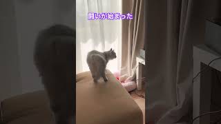 初めて威嚇する猫がこちらです#shorts #サイベリアン#猫動画#可愛い#cat