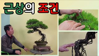 분재관리 153강 근상의 조건