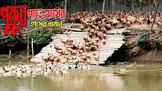 পুকুর পাড়ে হাঁসের খামার । অল্প টাকায় অধিক লাভ l krishi kotha,duck farm l