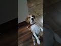 👀 his cute ears👂#beagle#cutepuppy#doglover#viralvideo#shorts