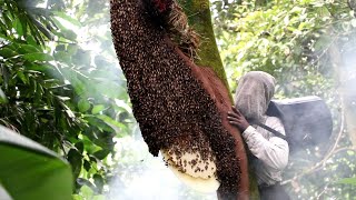 জংলি মৌমাছি থেকে কিভাবে মধু সংগ্রহ করে দেখুন | in jungle extract Real 🍯 (video 3)