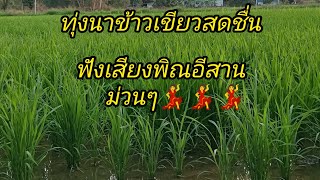 ทุ่งนาข้าวเขียวสดชื่นสุโขทัย@user-อาภรณ์พารวย