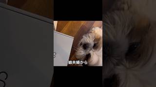 【シーズー】一日ぶりの再会！娘夫婦が来てくれたから寂しく無かったよ！#シーズー #shihtzu  #可愛くてごめん