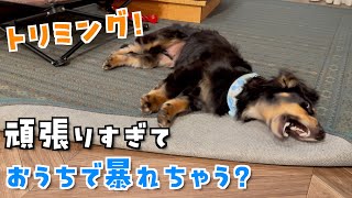 【犬と暮らす】トリミングでさっぱりしたけどむしゃくしゃして暴れ出しそうな犬