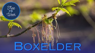 Tree of the Week: Boxelder