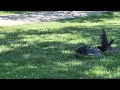 4k coot attack moorhen in slow motion