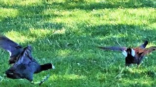 4k - Coot Attack Moorhen in Slow Motion