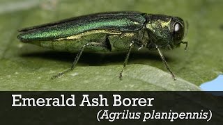 Emerald Ash Borer ID